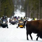 yellowstone snowmobiling tags