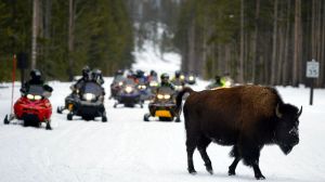 yellowstone snowmobiling tags